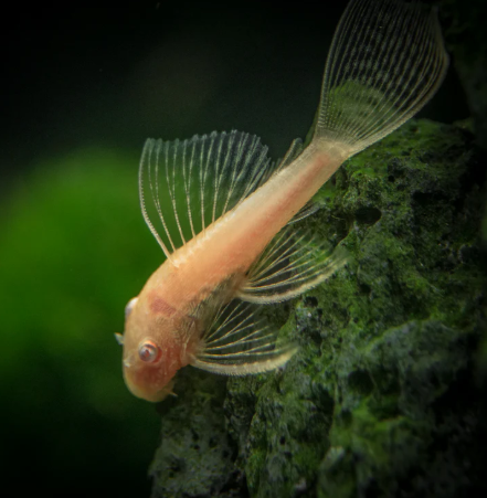 ALBINO BRISTLENOSE PLECO