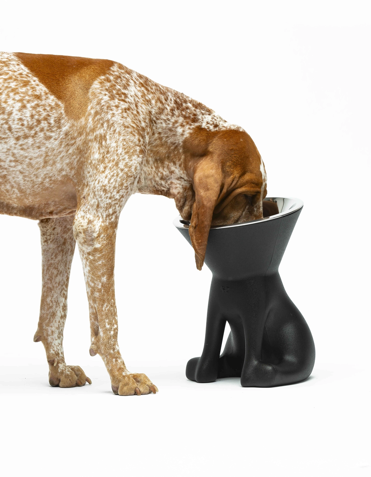 Elizabeth verhoogde hondenkom