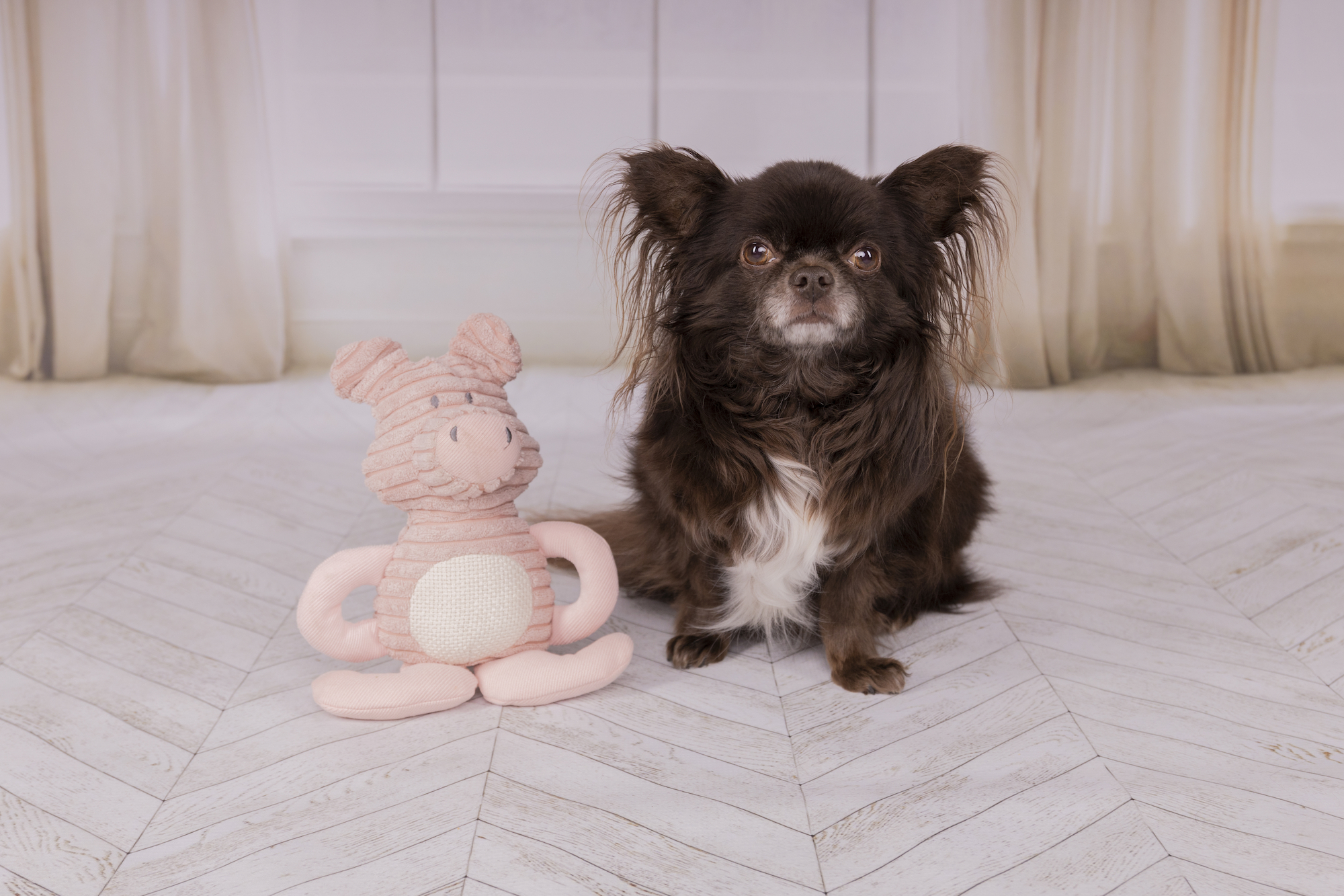 Speelgoed Small Dog Cub Varken Ilva Oudroze