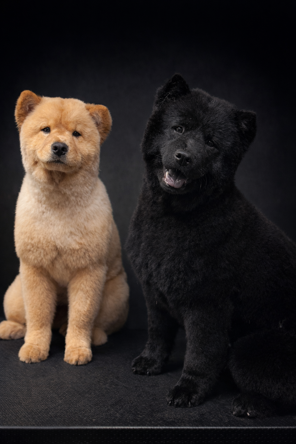 Full Grooming – Extra Large Dogs