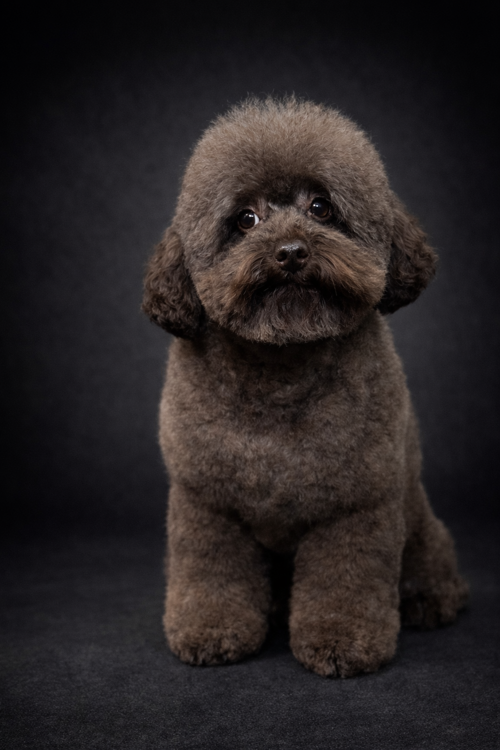 Full Grooming – Medium Dogs