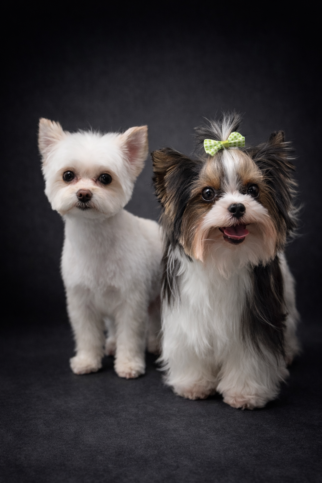 Full Grooming – Small Dogs