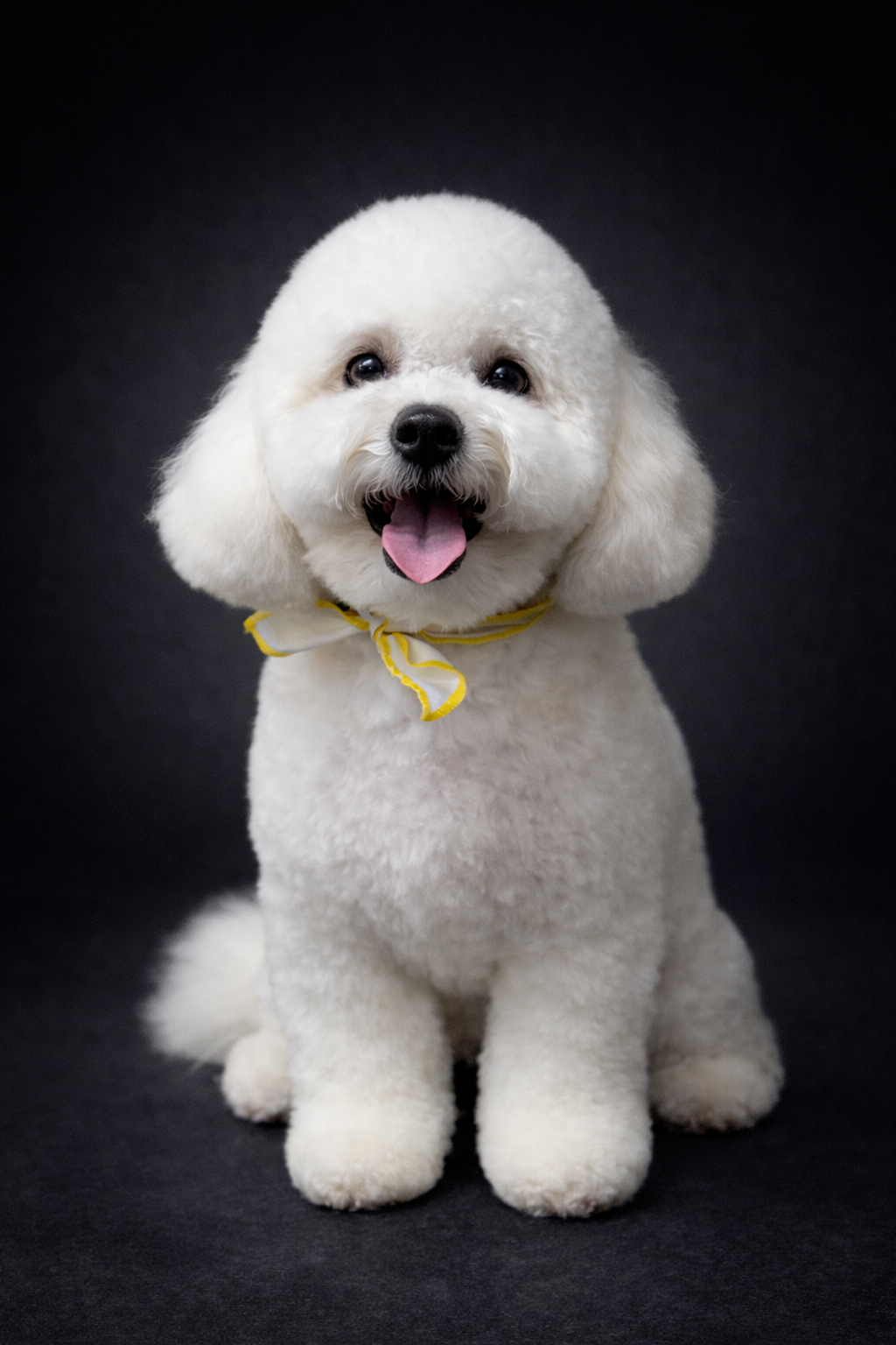 Full Grooming – Medium Dogs