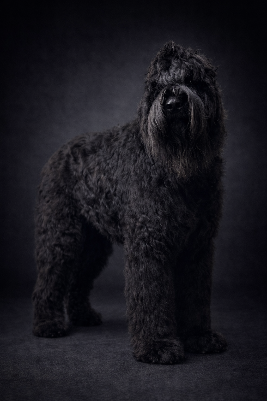 Bath & Basic Care – Extra Large Dogs