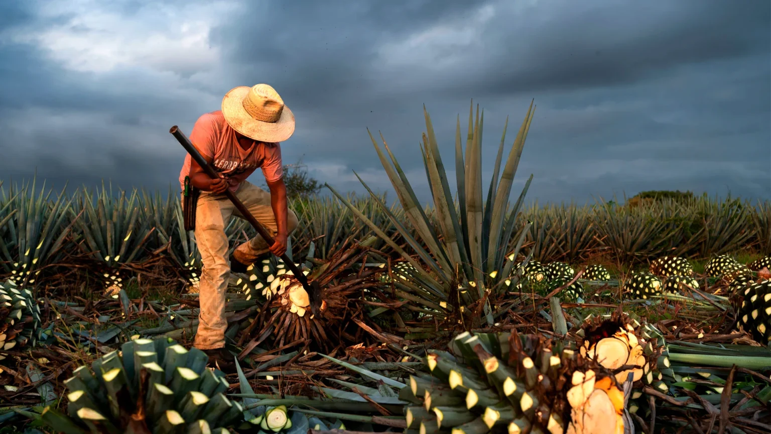 Agave Azul para Tequila