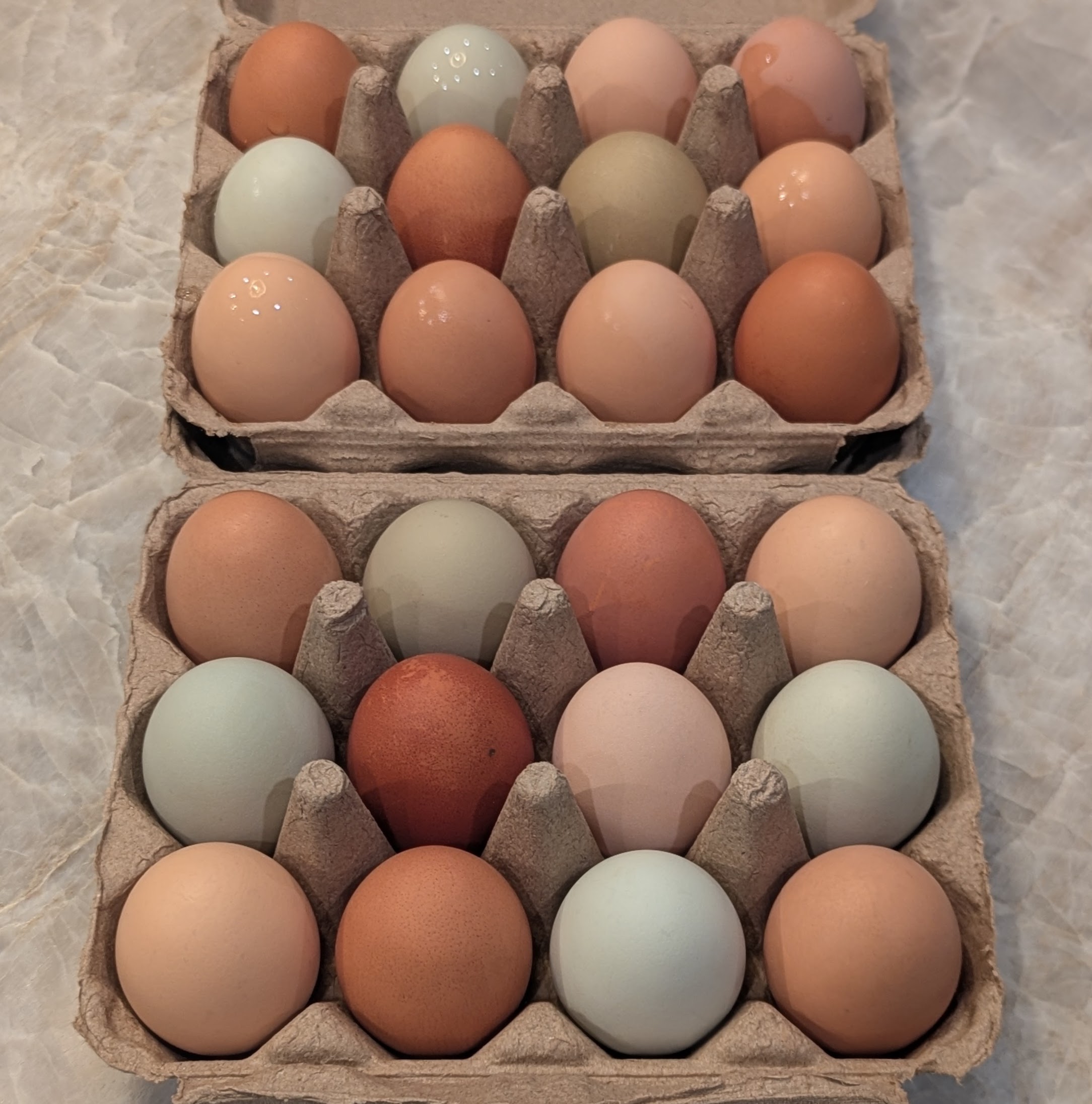 Chicken Eggs (1 Doz)