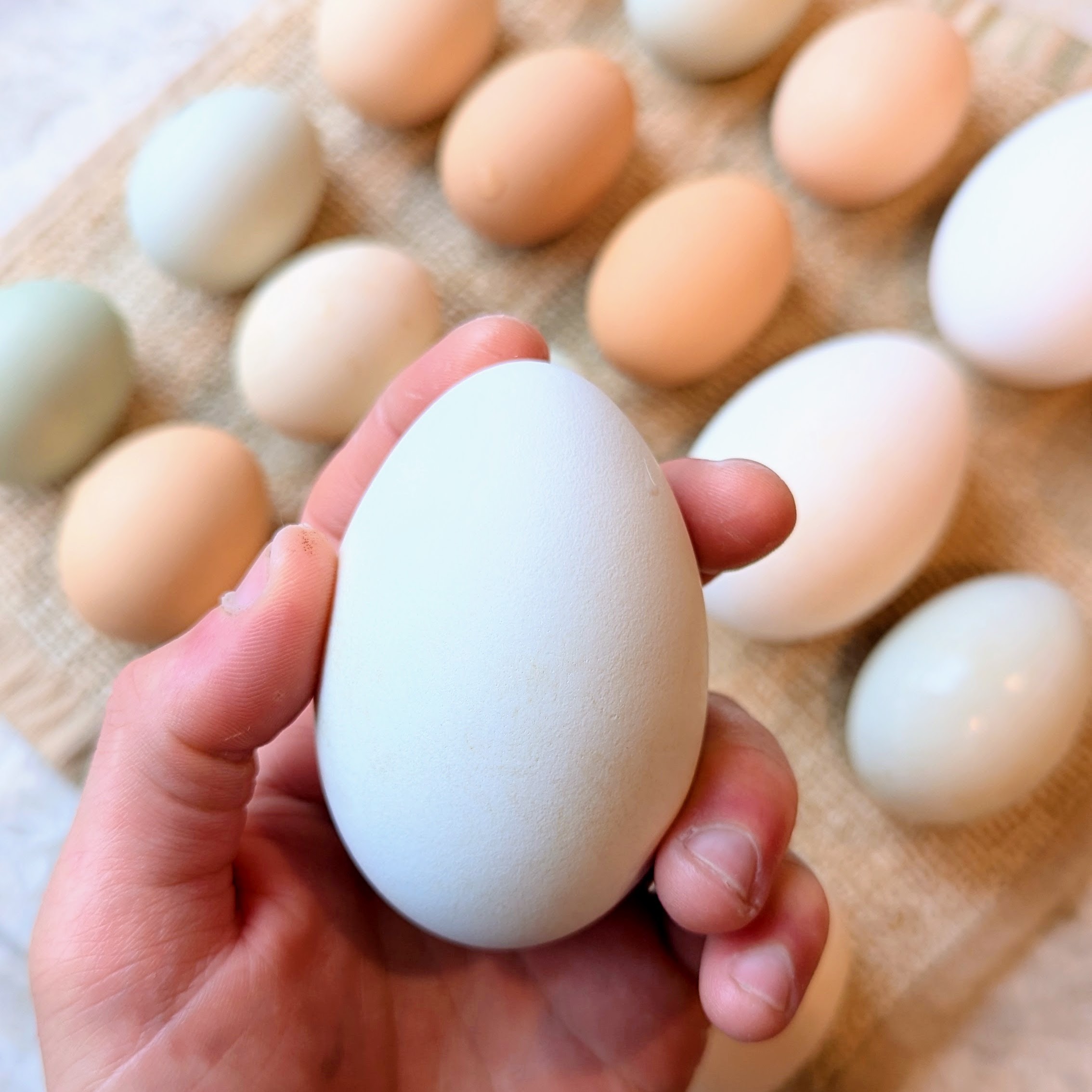 Goose Egg