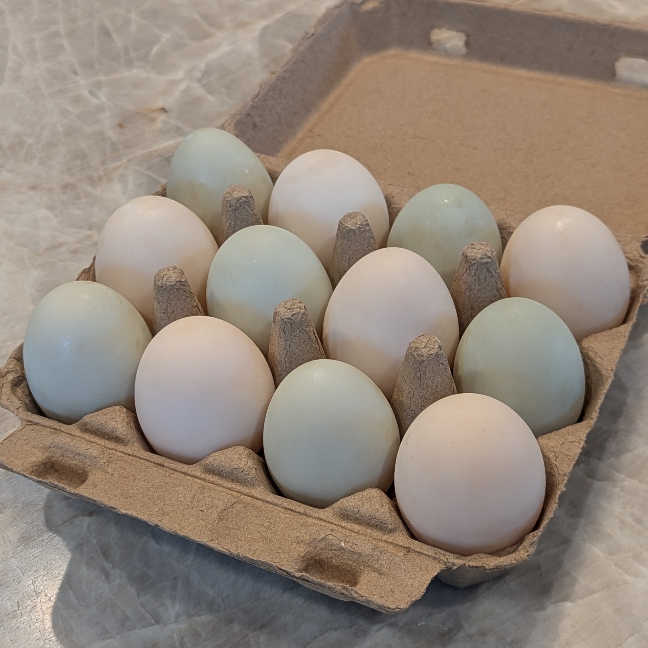 Duck Eggs (1 Doz)