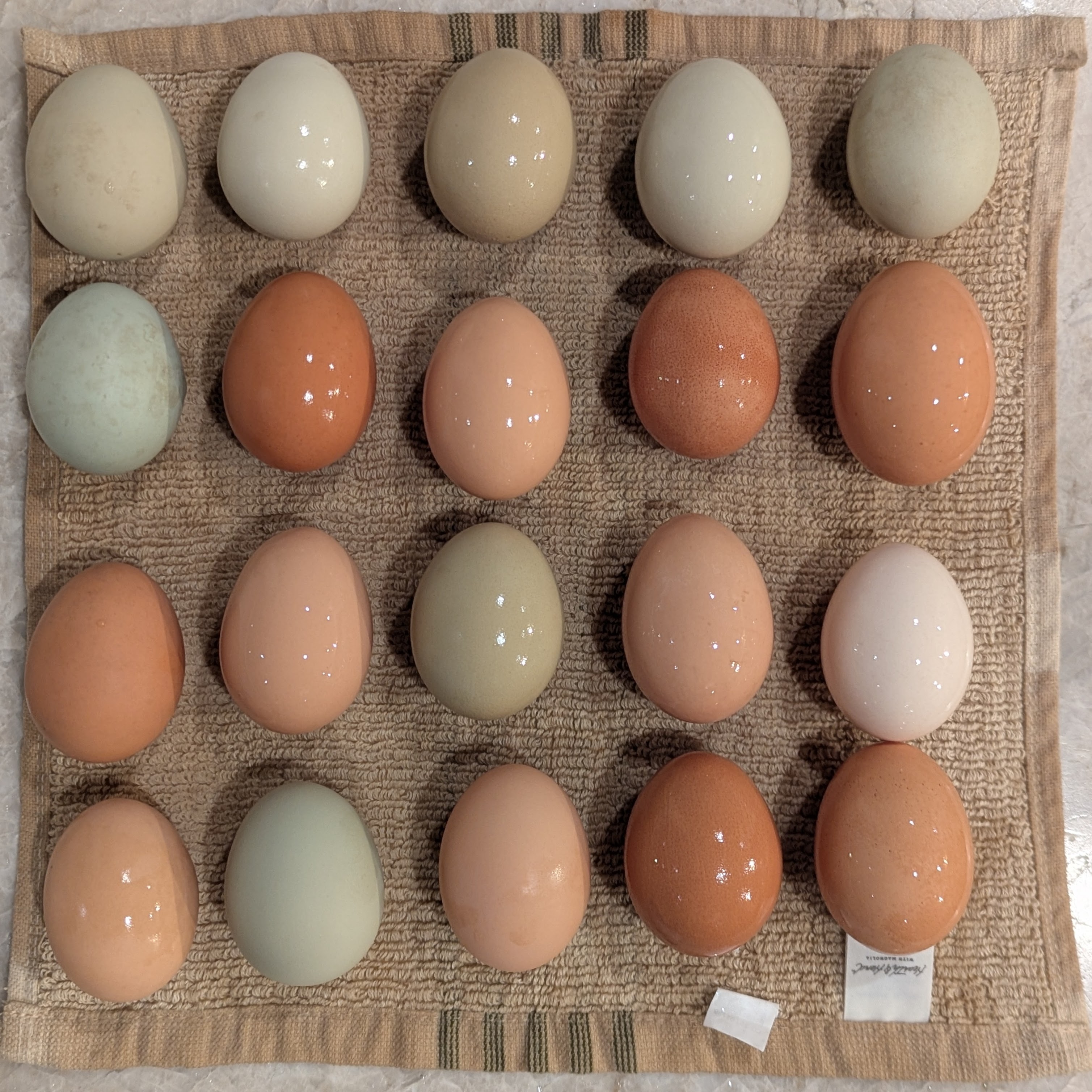 Chicken Eggs (1 Doz)
