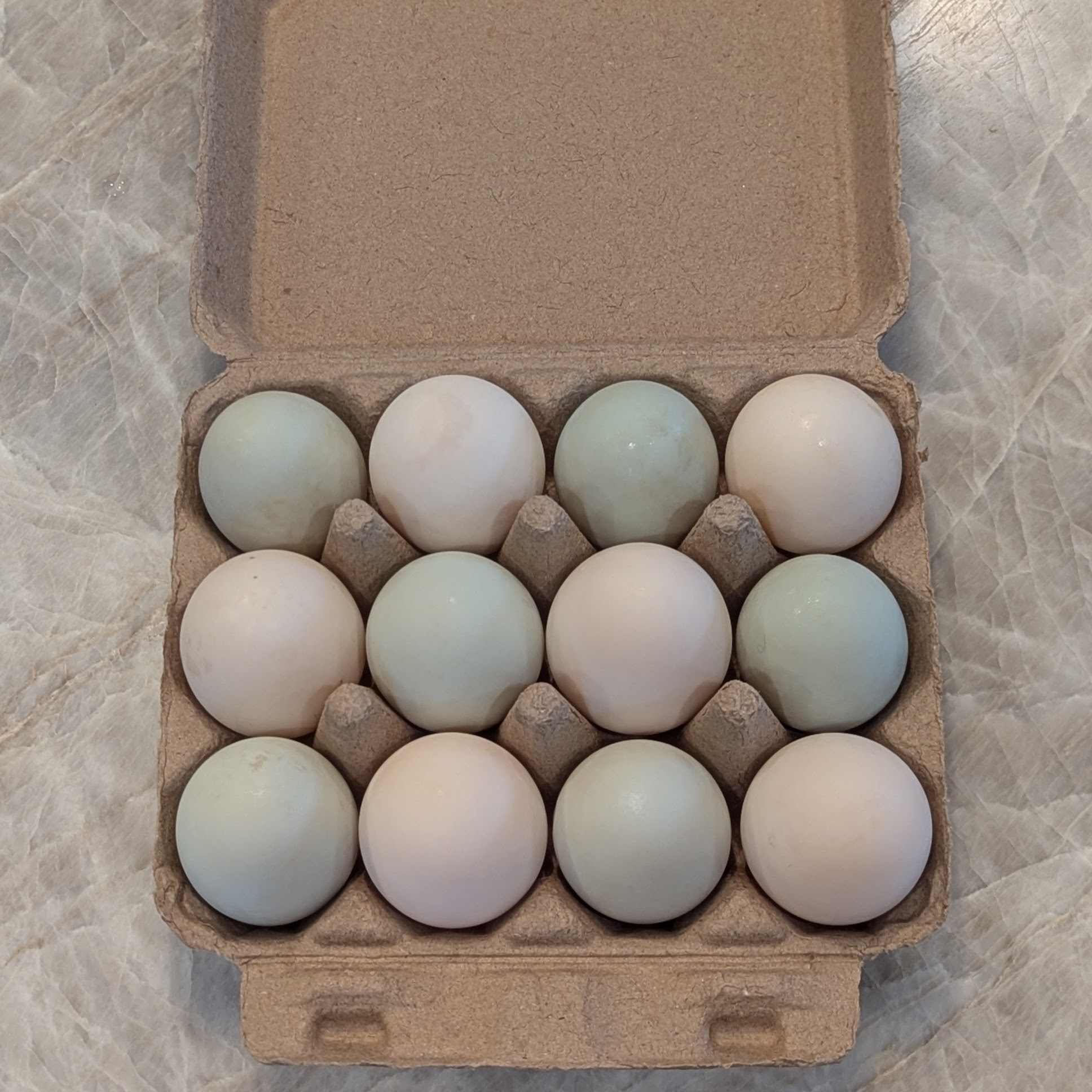 Duck Eggs (1 Doz)