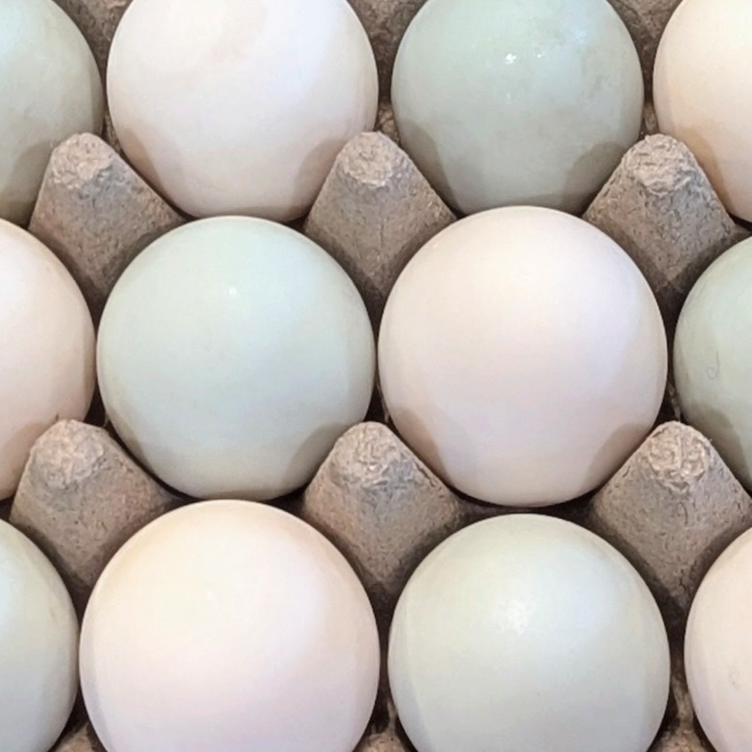 Duck Eggs (1 Doz)
