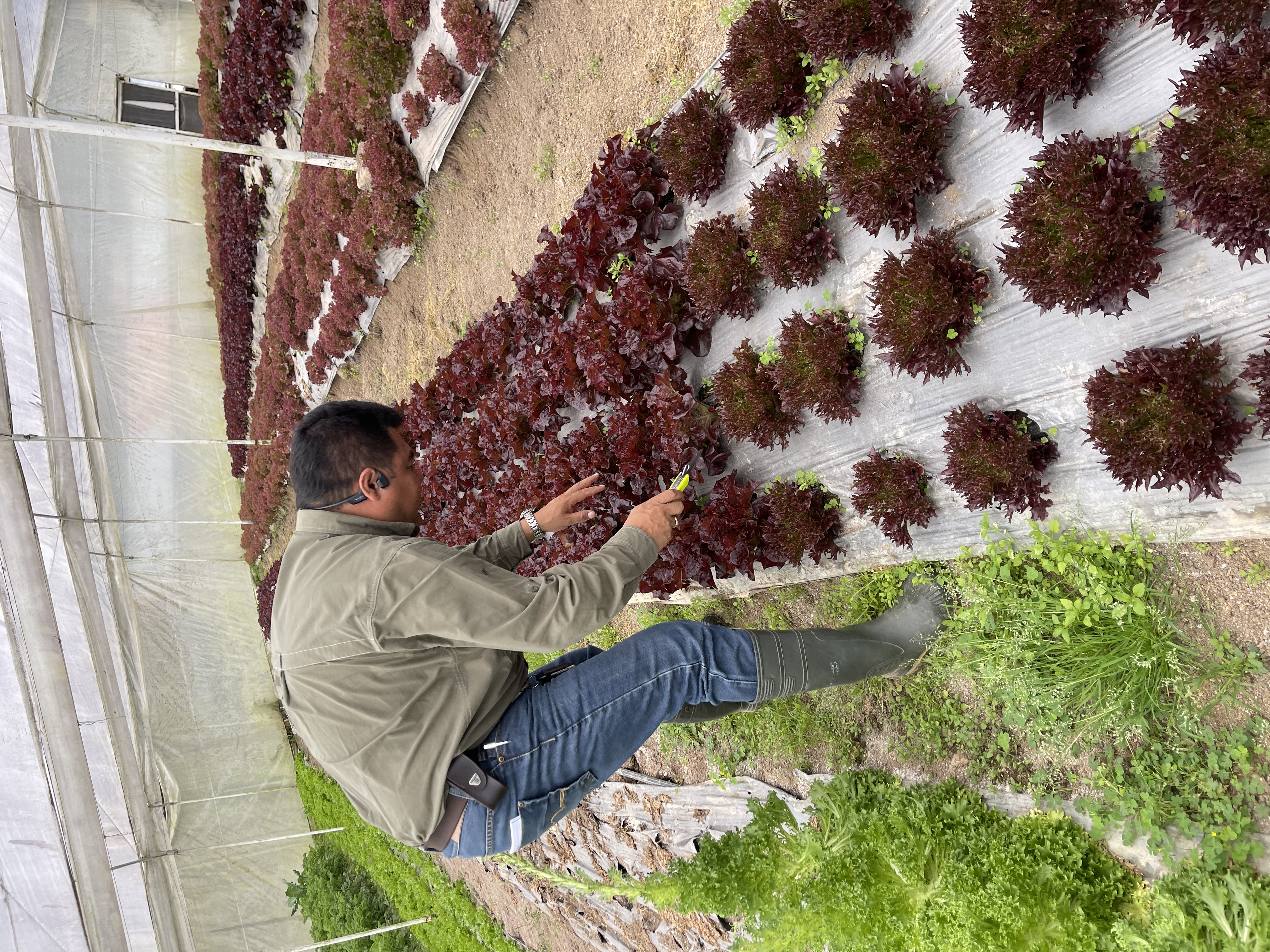 Manejo de Hortalizas