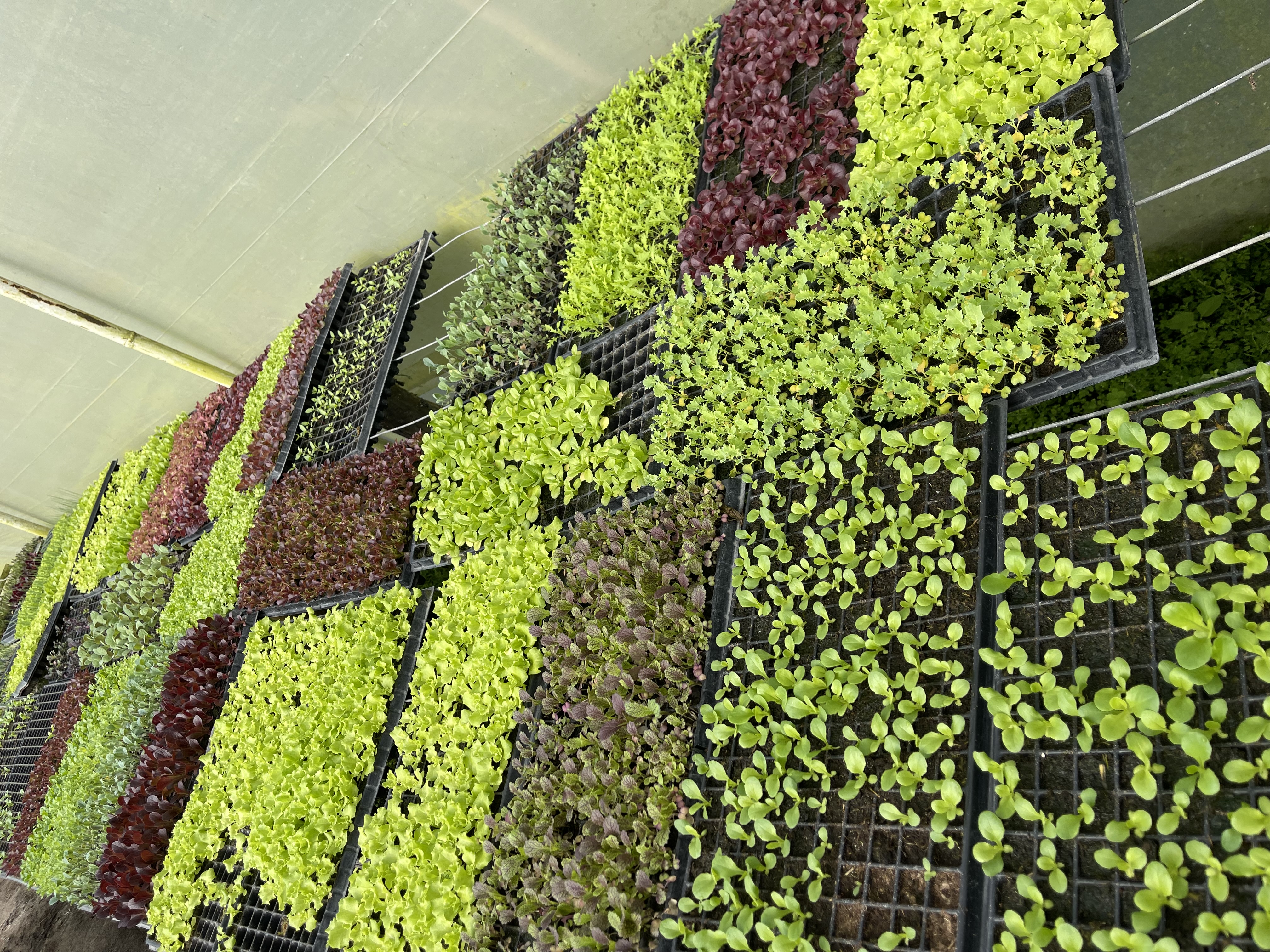 Manejo de Hortalizas