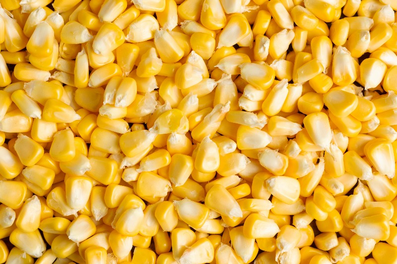 Yellow Corn