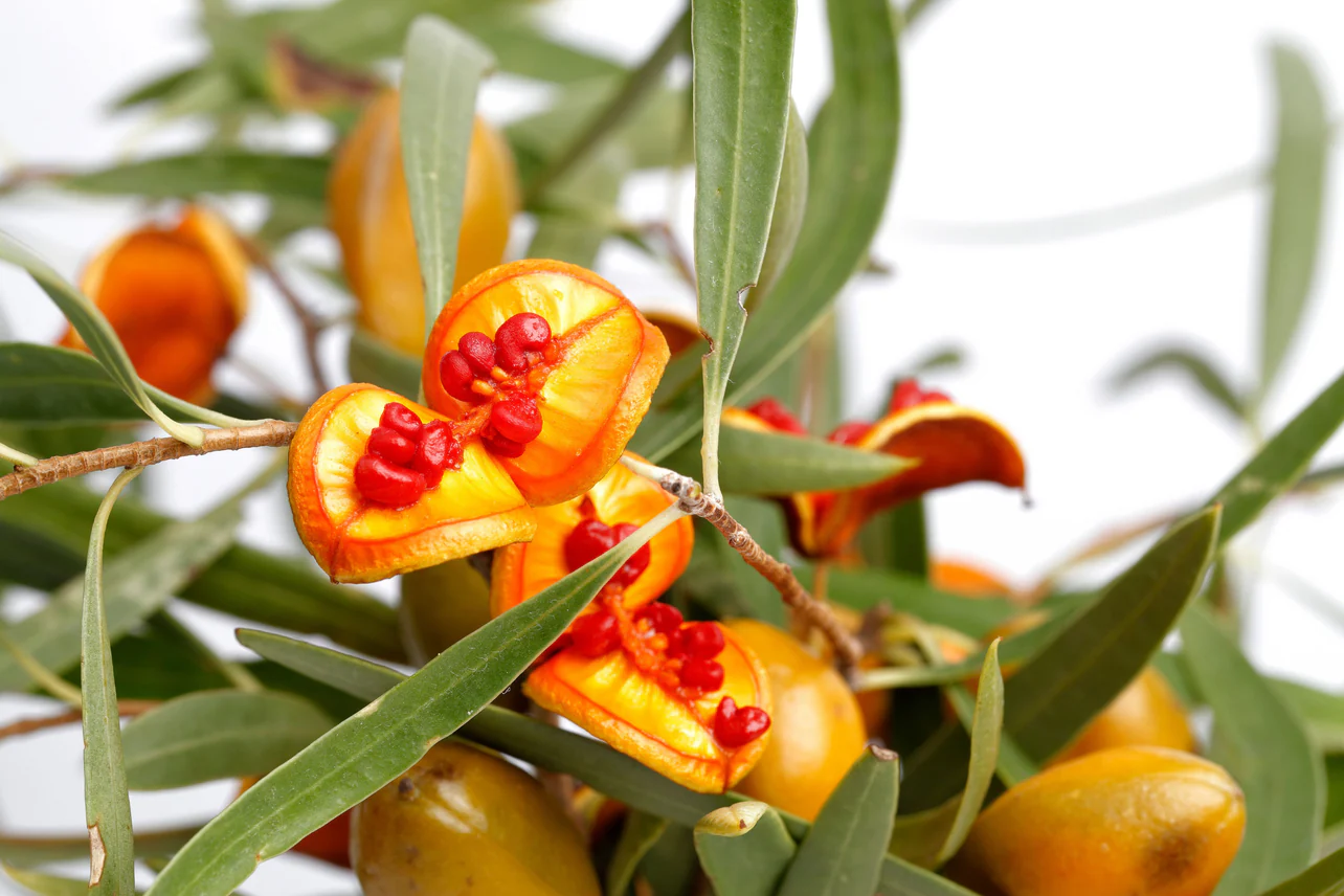 Go Gumby Powder Only Not Encapsulated