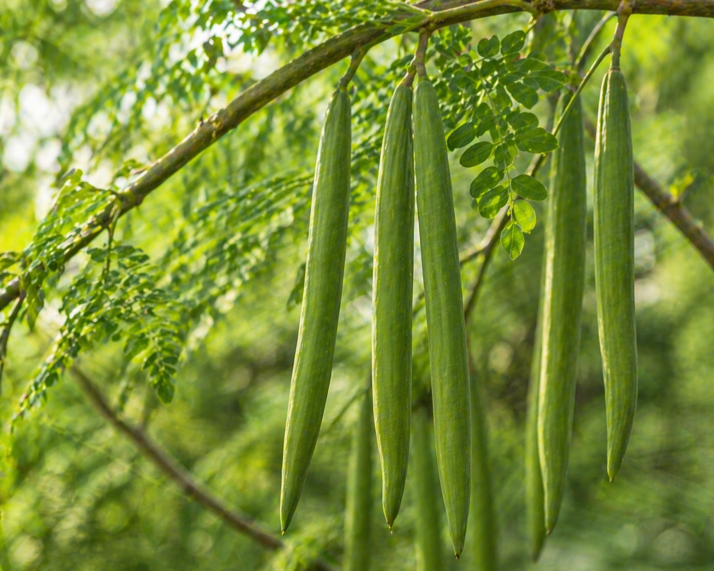 Drumsticks (Moringa Pods)