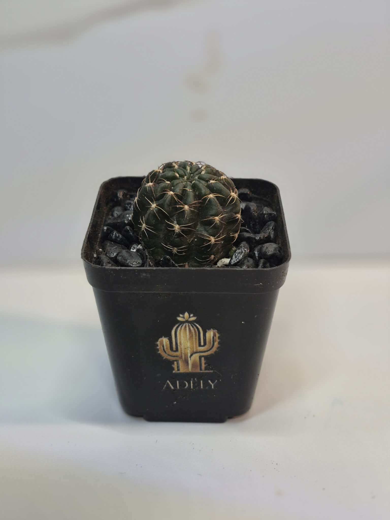 Petit cactus en pot