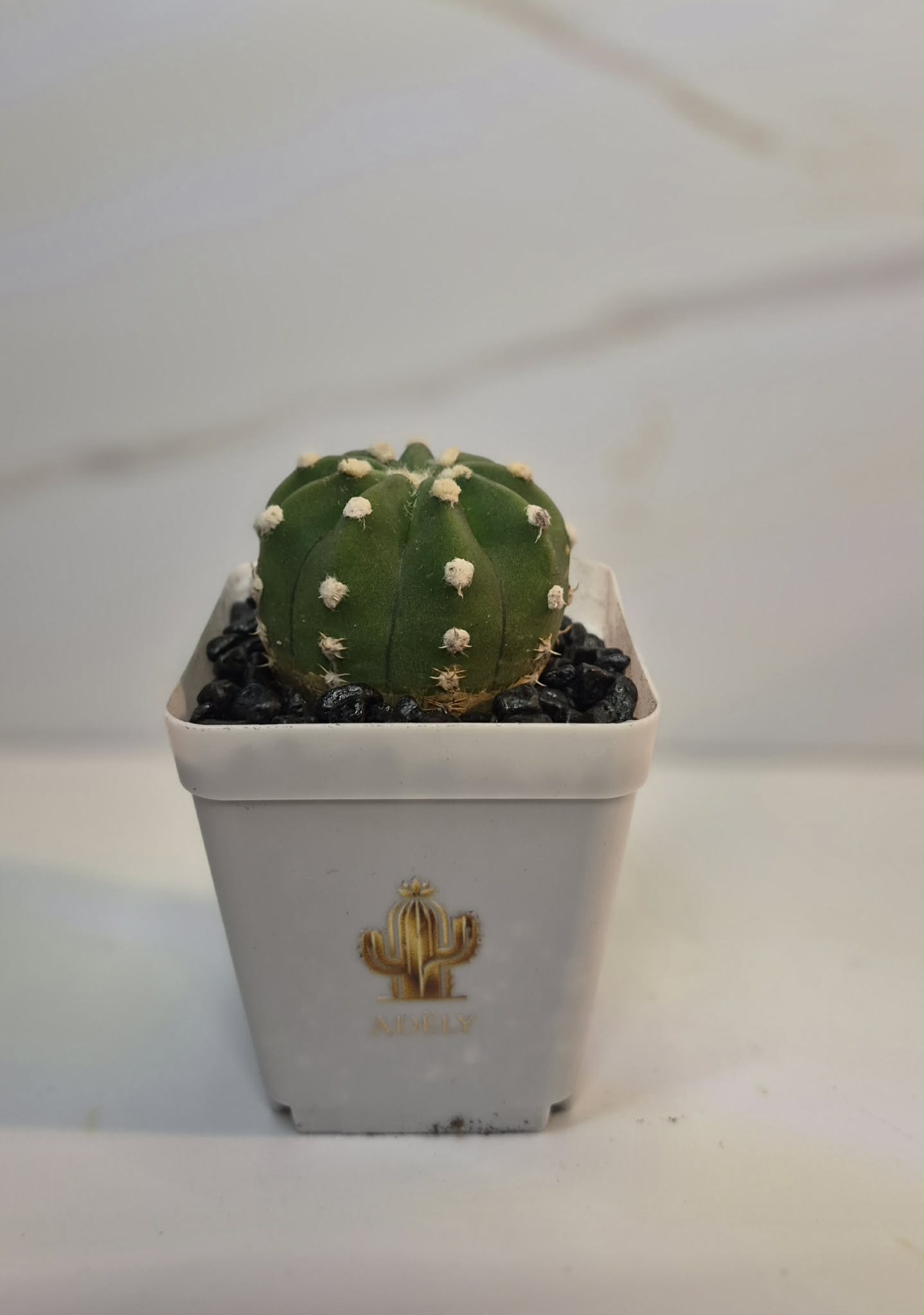Cactus en pot blanc