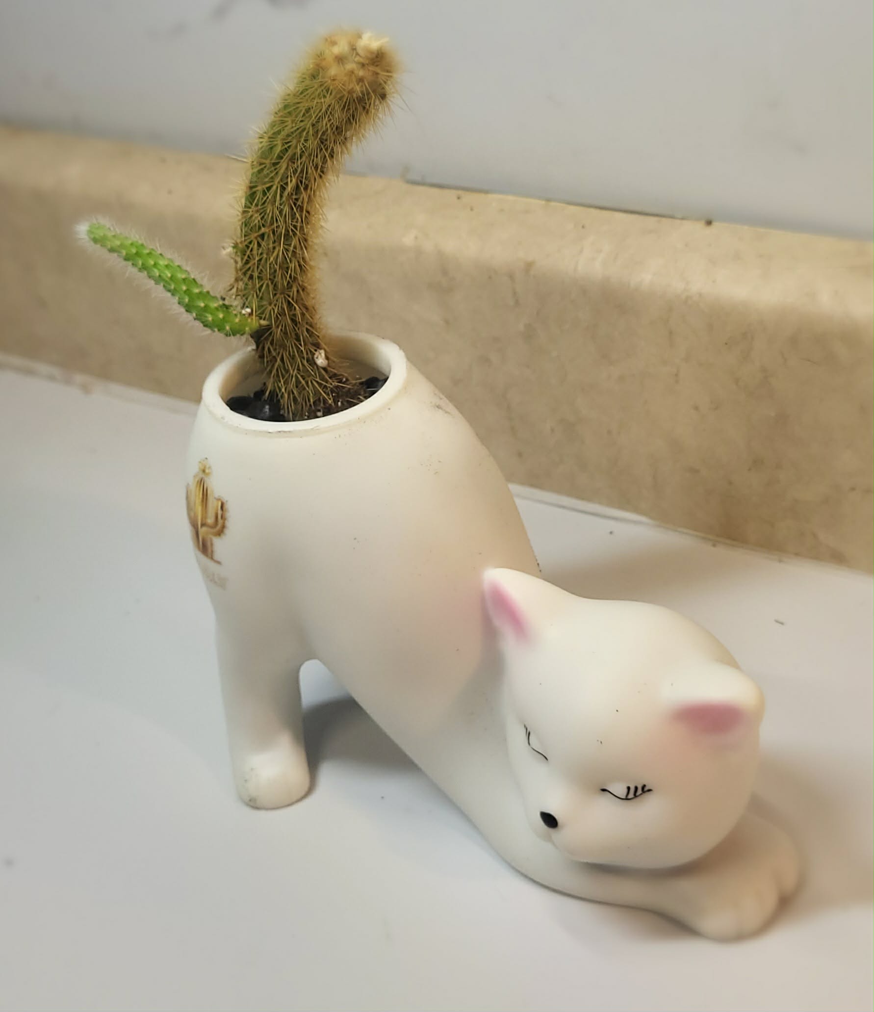 la queue de rat mature (Aporocactus flagelliformis)