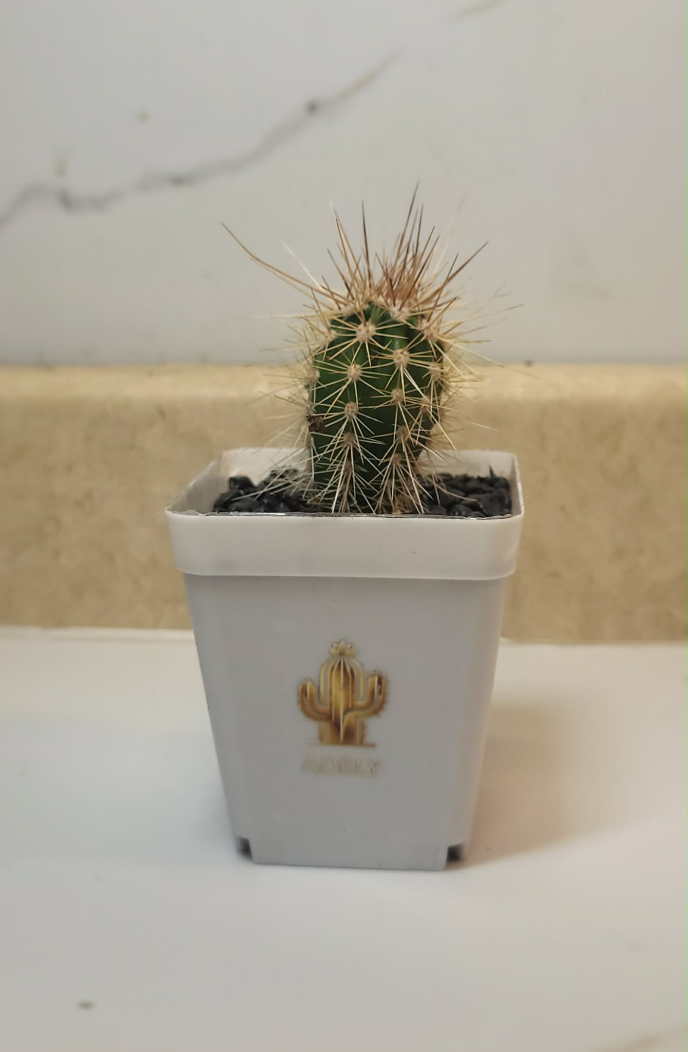 Cactus épineux en pot