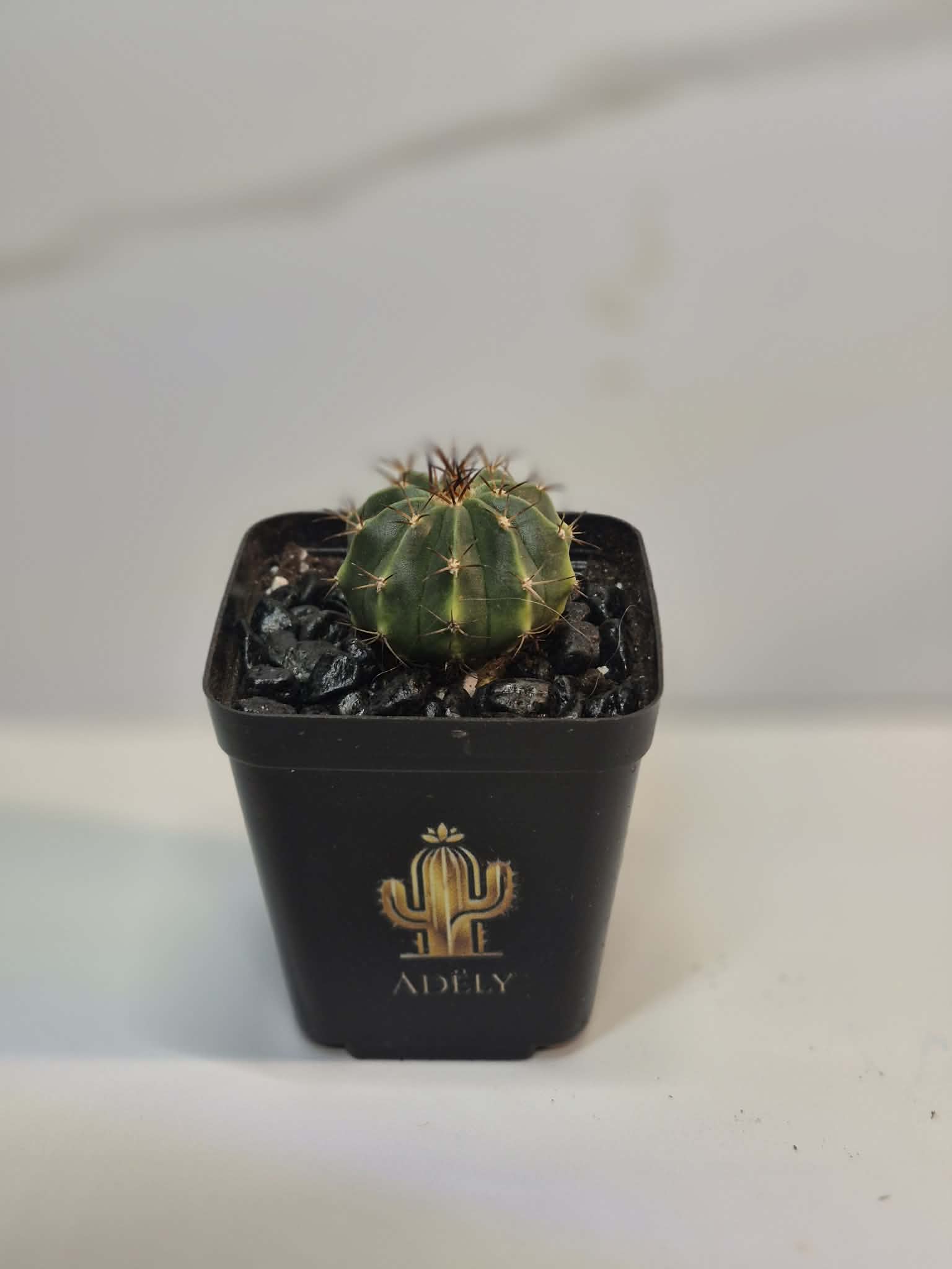 Cactus en pot carré