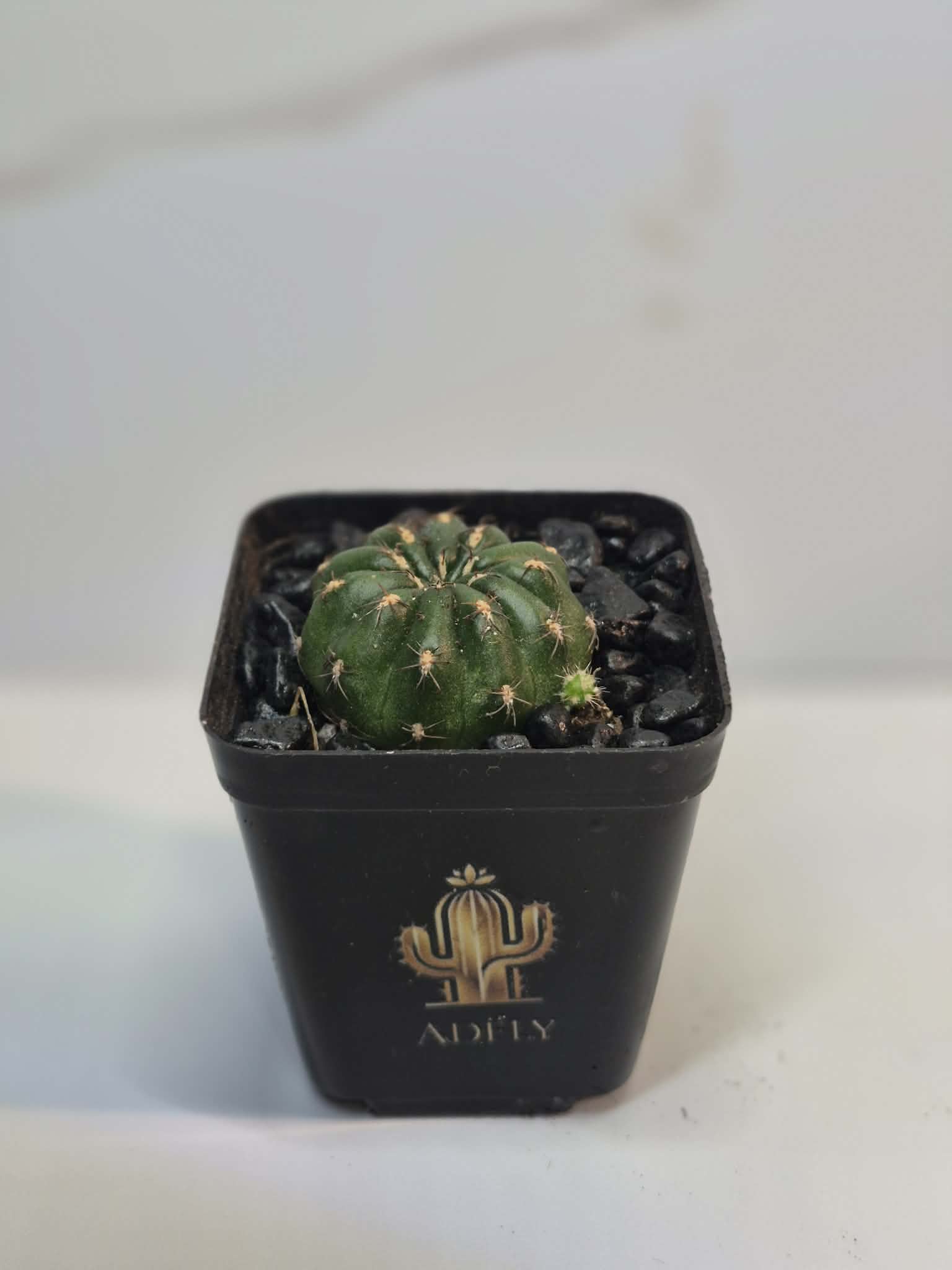 Cactus dans un pot noir