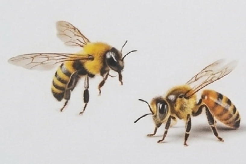 Paint and Draw Bees