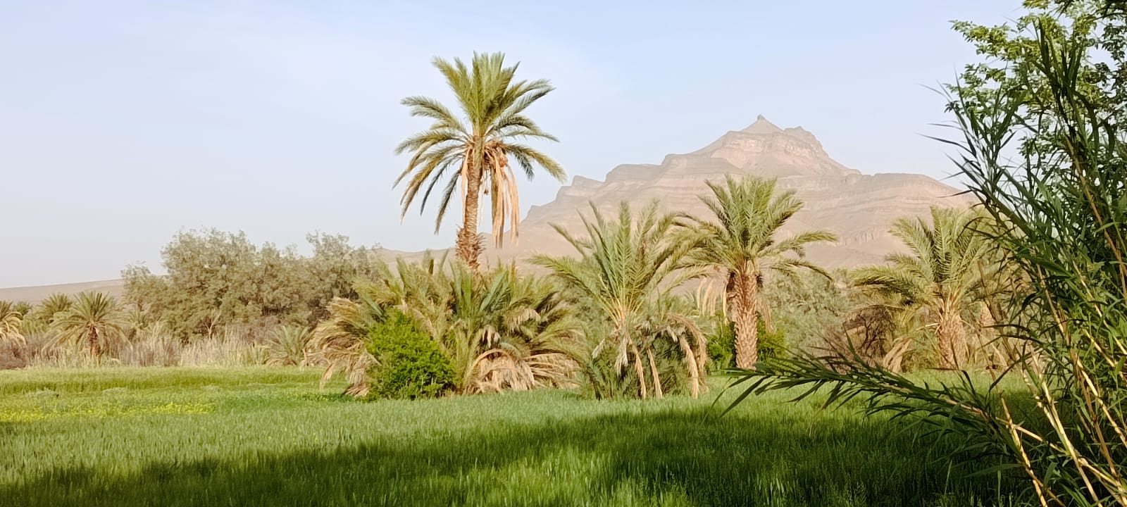 Palmeraie du Drâa et désert