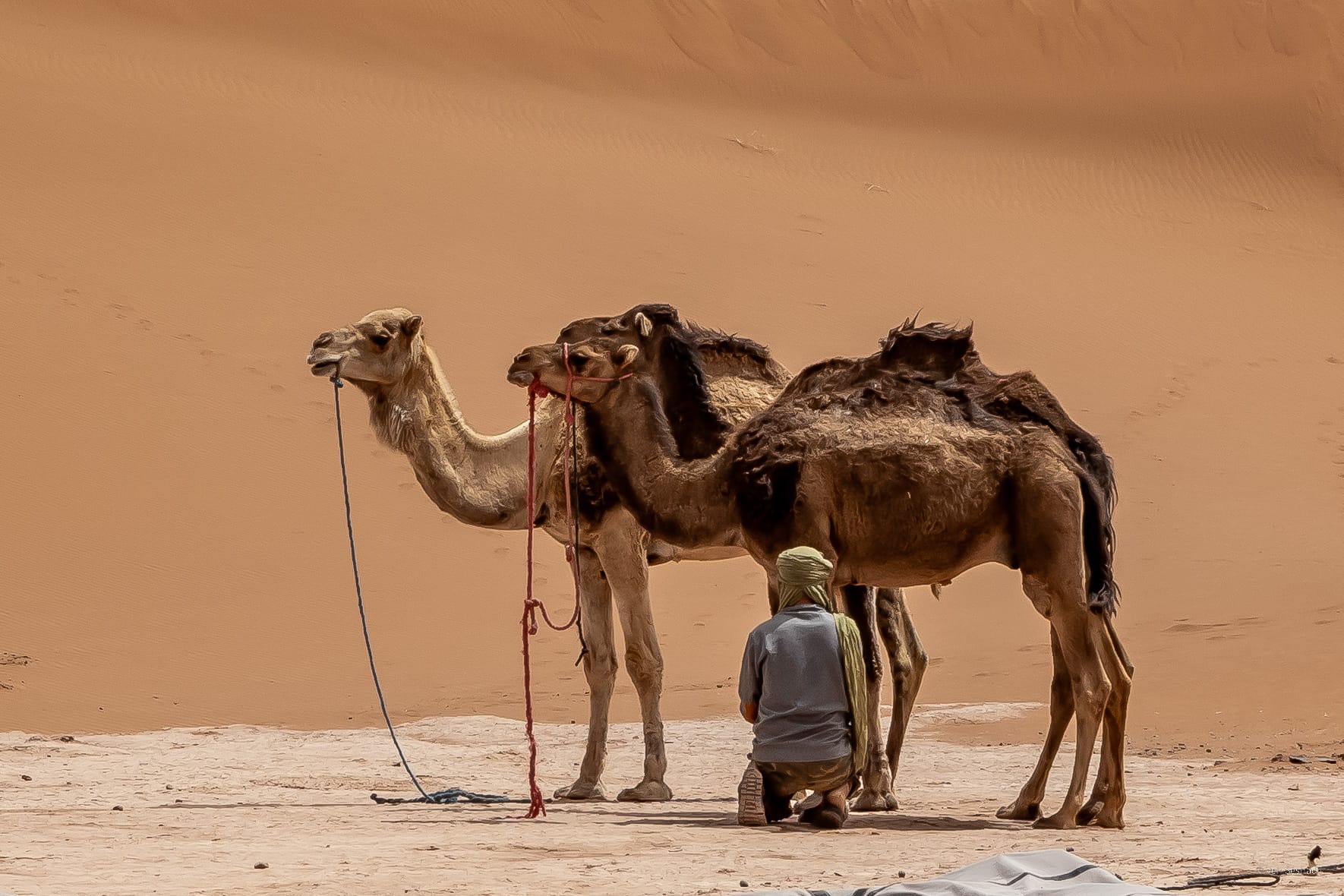 Erg de Merzouga et casbahs du Dadès