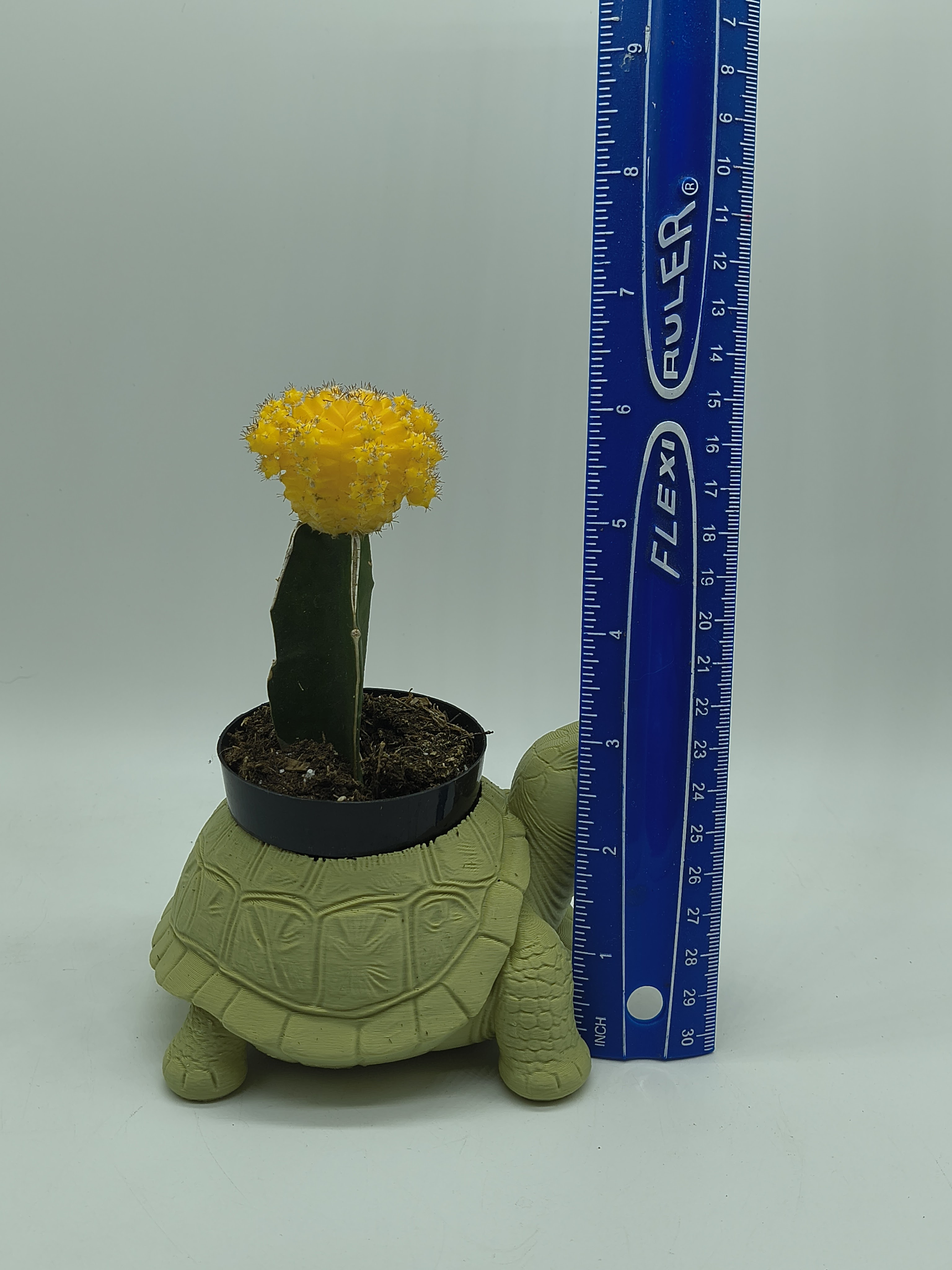 Turtle Planter 