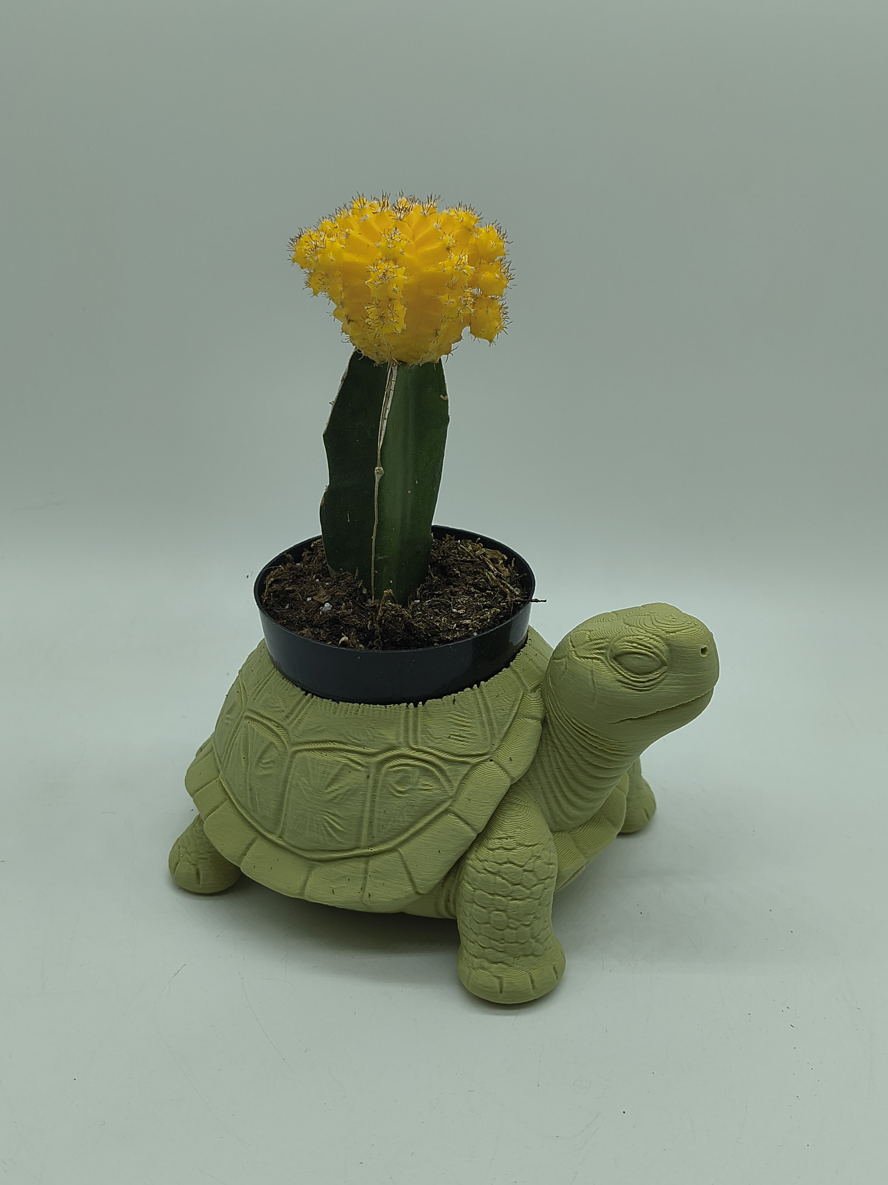 Turtle Planter 