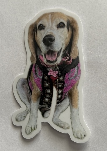Buttercup the Pirate Beagle
