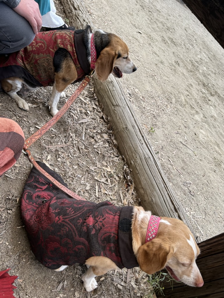 Hand tooled Pirate Map Double Dog Leash