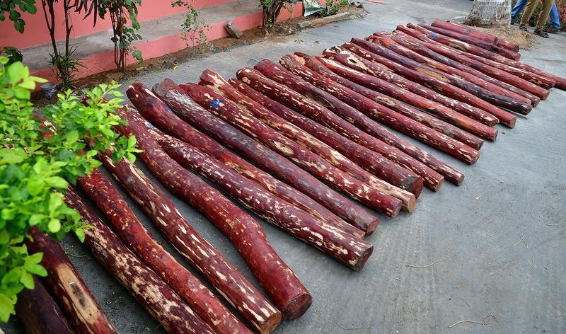 A-Grade Red Sandalwood Logs
