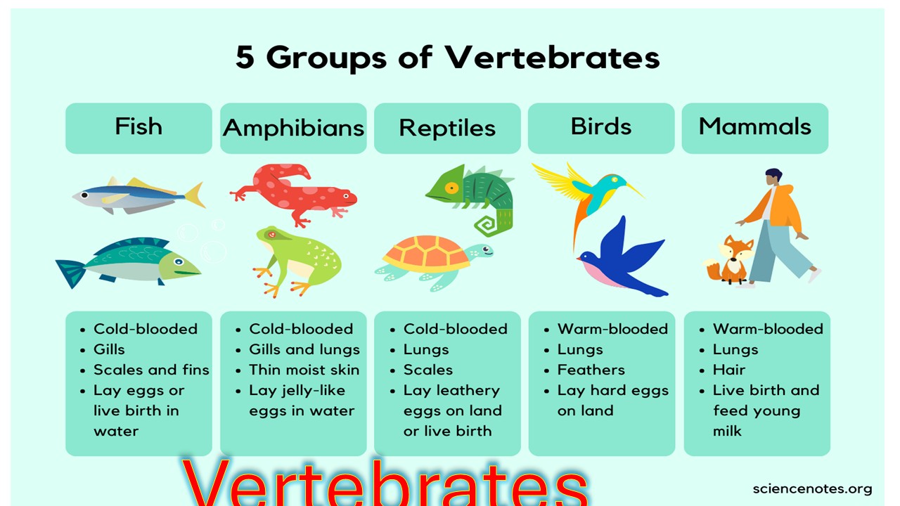Vertebrates Reptiles and Amphibians