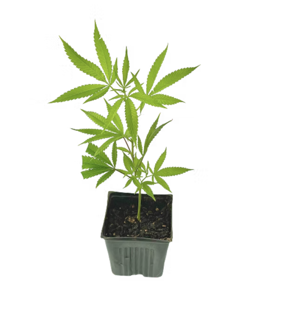 Pineapple Express Heirloom Clone 