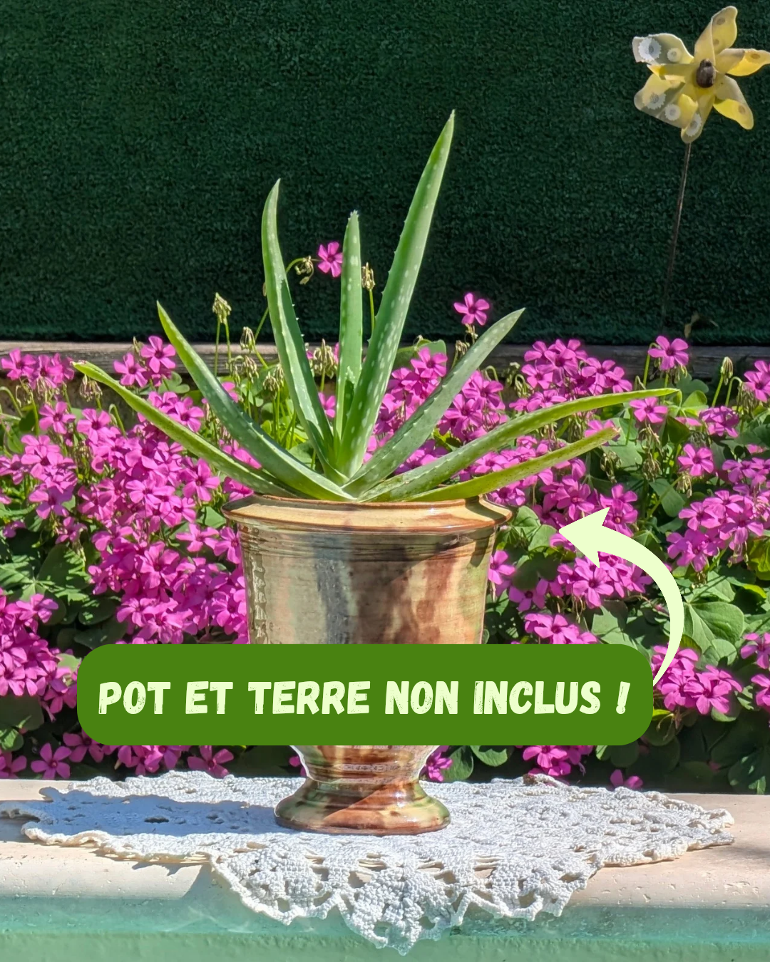 AVOE SOLITAIRE - 🌱 Plante d’aloe vera pour soins maison