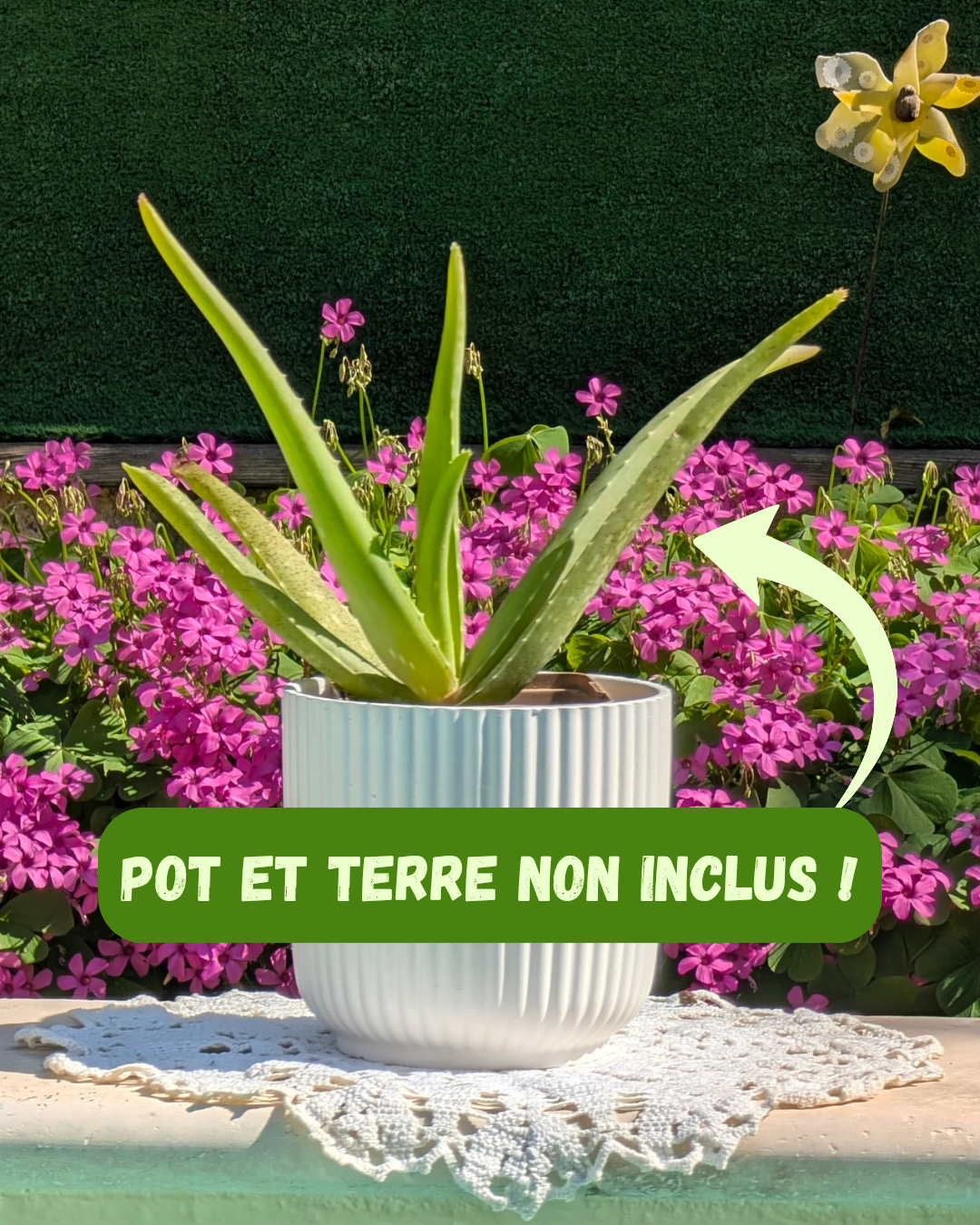 AVOE SOLITAIRE - 🌱 Plante d’aloe vera pour soins maison