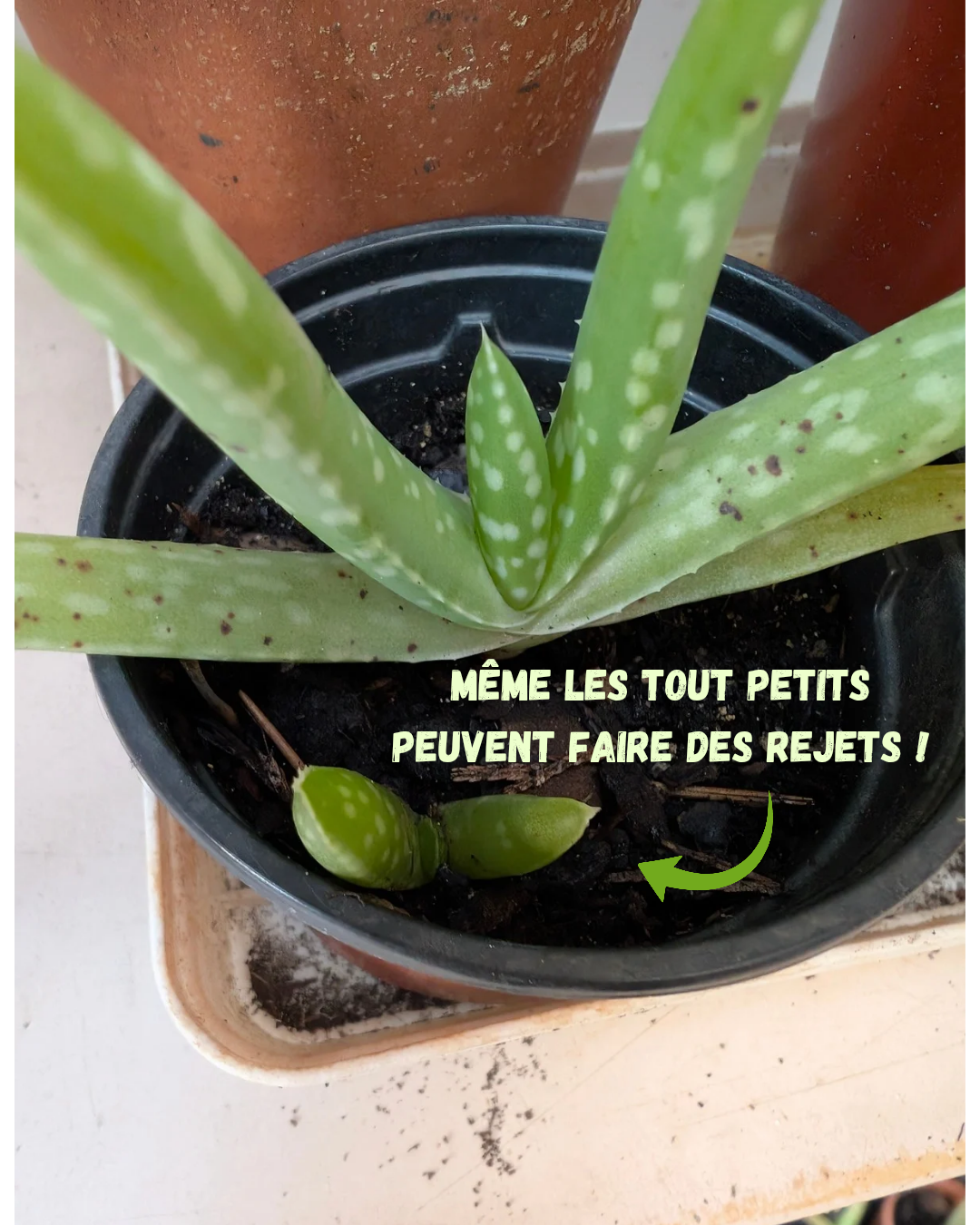 AVOE SOLITAIRE - 🌱 Plante d’aloe vera pour soins maison