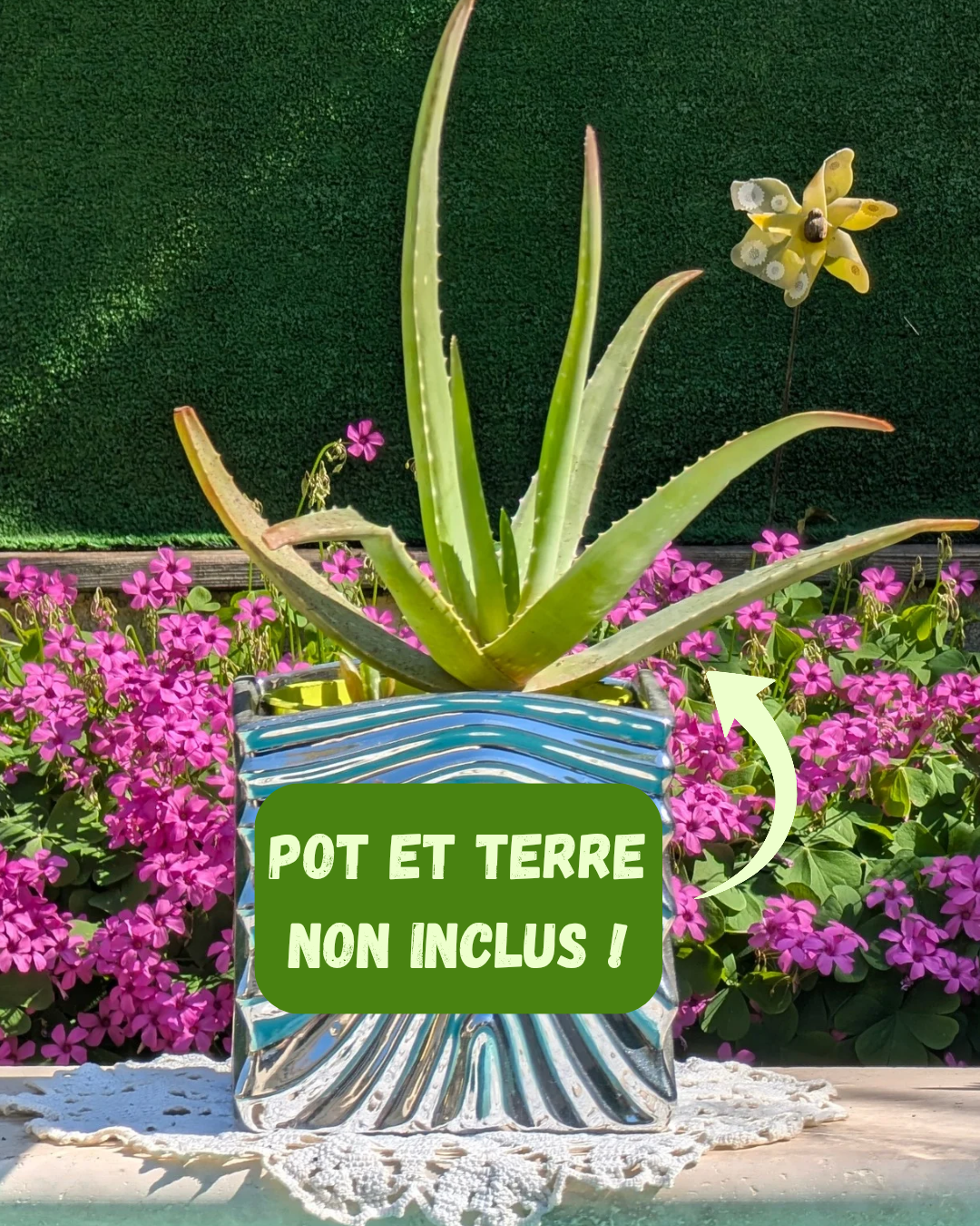 AVOE SOLITAIRE - 🌱 Plante d’aloe vera pour soins maison