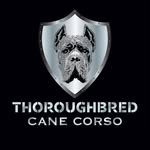 THROUGHBRED CANE CORSO
