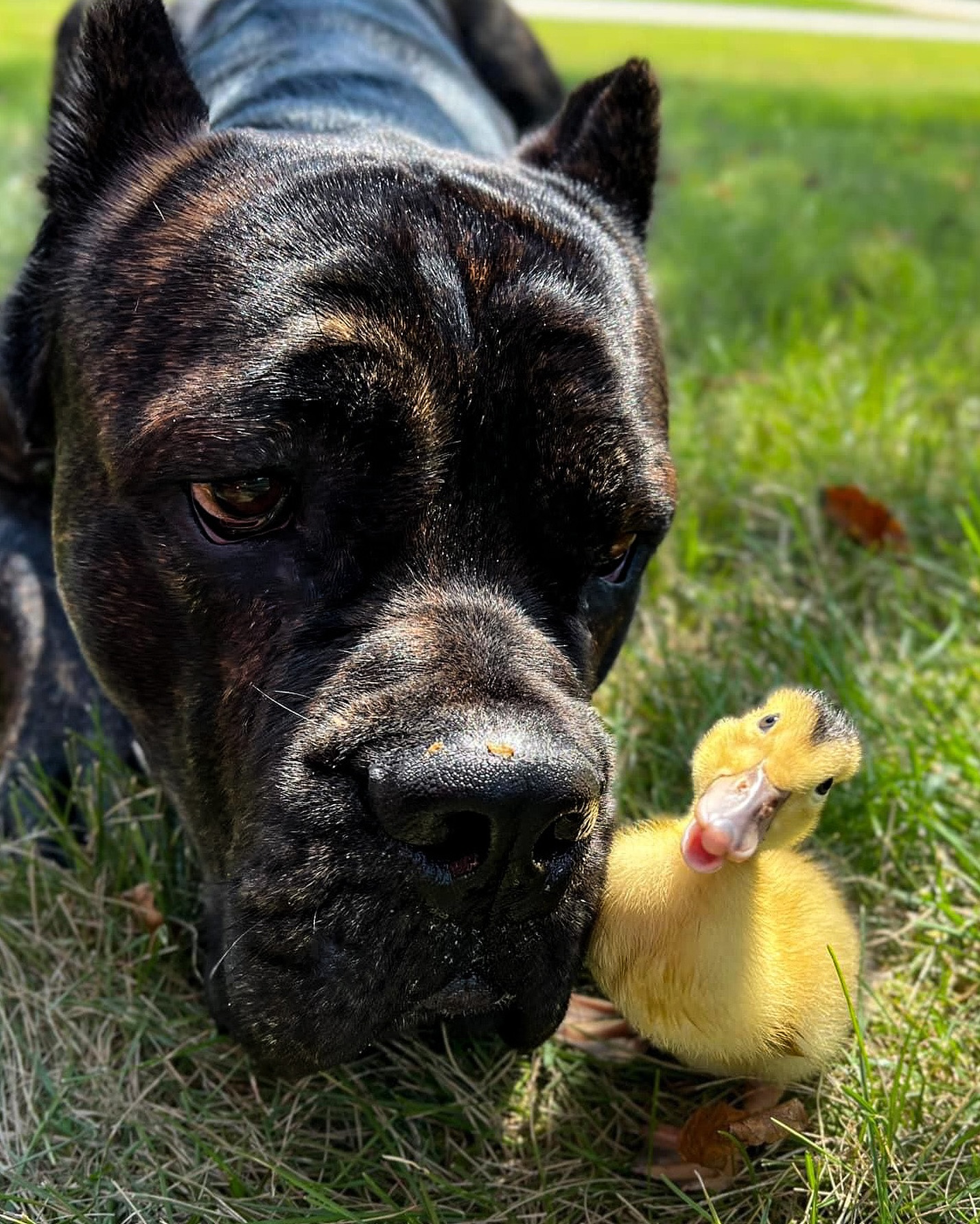 Serafina Cane Corso