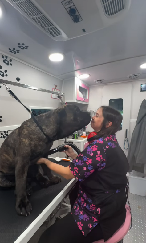 Serafina Cane Corso