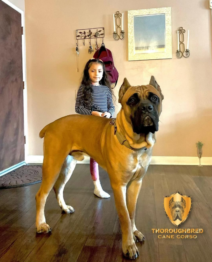 THROUGHBRED CANE CORSO