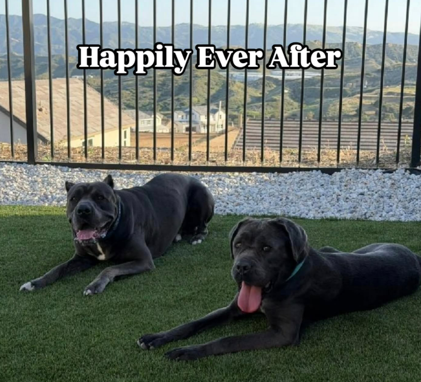 Top of the Hill Dog Rescue