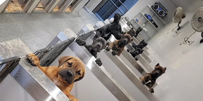 MAXIMO'S KENNELS