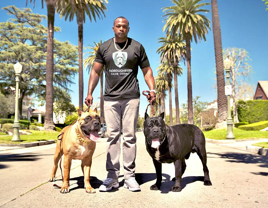THROUGHBRED CANE CORSO