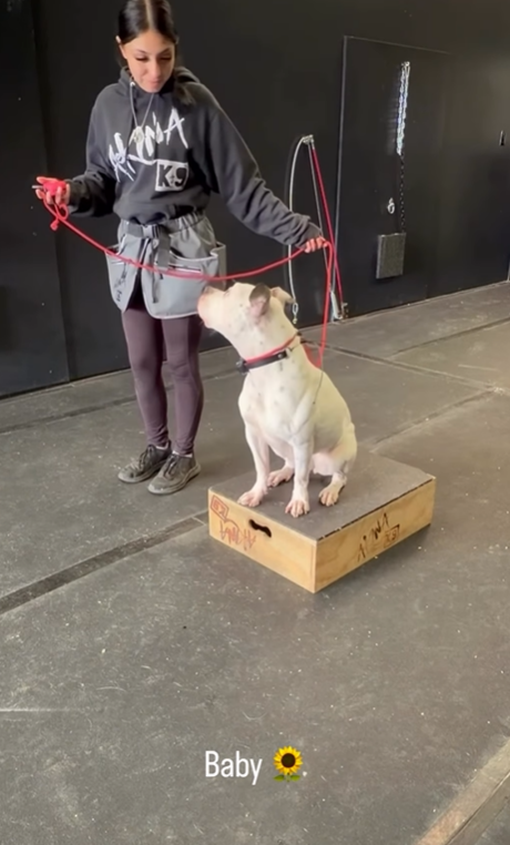 Top of the Hill Dog Rescue