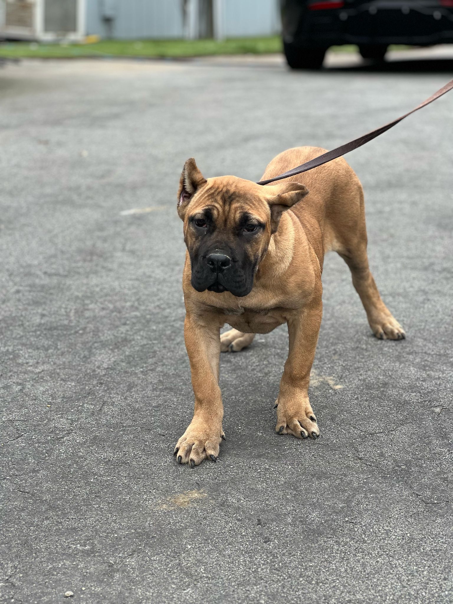 West Coast Cane Corso Rescue