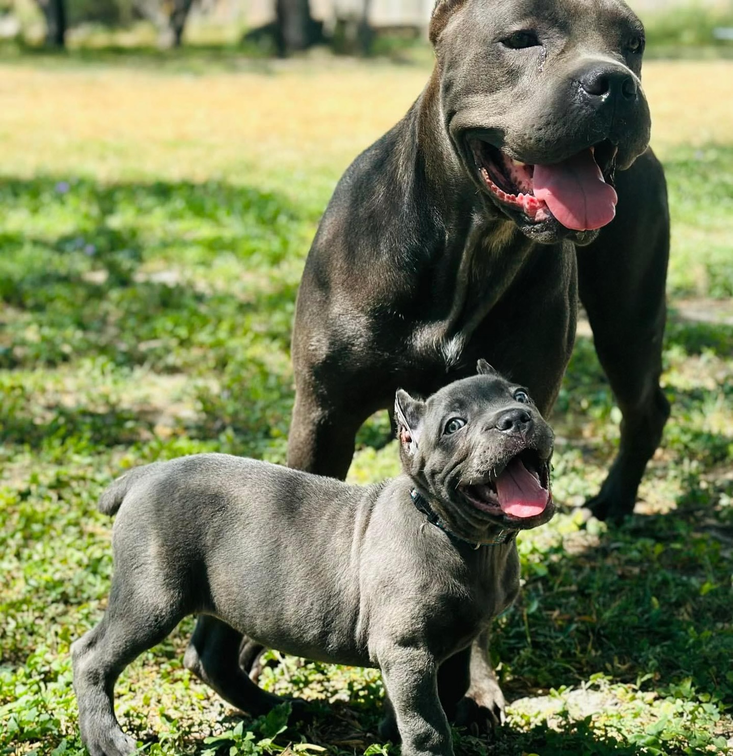 Serafina Cane Corso